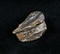 Triceratops Shed Tooth - Montana #744-1